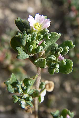 Frankenia pulverulenta \ Seeheide / European Sea Heath, F Toreilles 24.6.2008