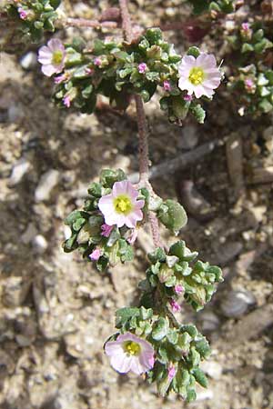 Frankenia pulverulenta \ Seeheide / European Sea Heath, F Toreilles 24.6.2008