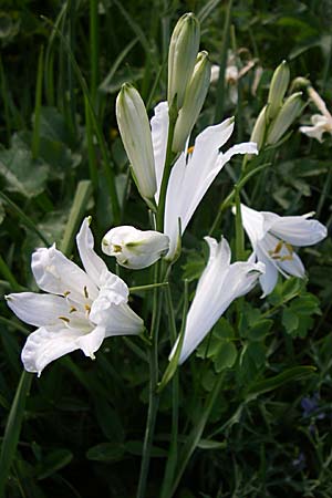 Paradisea liliastrum \ Wei&szlig;e Trichter-Lilie, Paradies-Lilie / St. Bruno's Lily, F Pyren&auml;en/Pyrenees, Eyne 25.6.2008