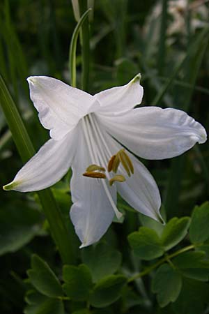 Paradisea liliastrum \ Wei&szlig;e Trichter-Lilie, Paradies-Lilie / St. Bruno's Lily, F Pyren&auml;en/Pyrenees, Eyne 25.6.2008