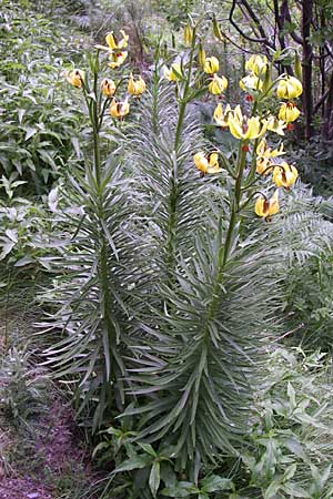 Lilium pyrenaicum \ Pyren&auml;en-Lilie / Pyrenean Lily, F Pyren&auml;en/Pyrenees, Eyne 25.6.2008