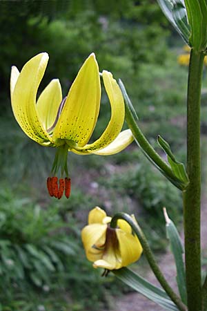 Lilium pyrenaicum \ Pyren&auml;en-Lilie / Pyrenean Lily, F Pyren&auml;en/Pyrenees, Eyne 25.6.2008