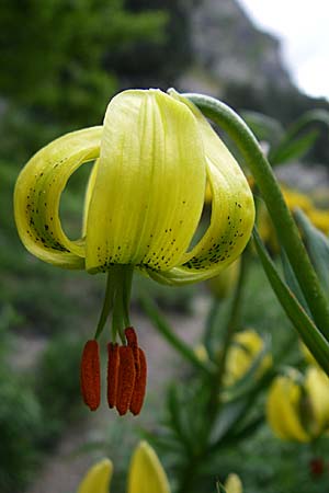 Lilium pyrenaicum \ Pyren&auml;en-Lilie / Pyrenean Lily, F Pyren&auml;en/Pyrenees, Eyne 25.6.2008