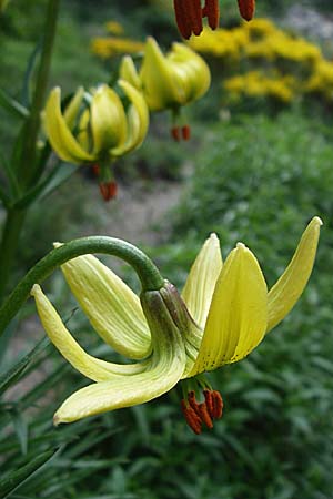 Lilium pyrenaicum \ Pyren&auml;en-Lilie / Pyrenean Lily, F Pyren&auml;en/Pyrenees, Eyne 25.6.2008