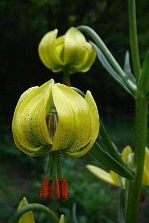 Lilium pyrenaicum \ Pyren&auml;en-Lilie / Pyrenean Lily, F Pyren&auml;en/Pyrenees, Eyne 25.6.2008