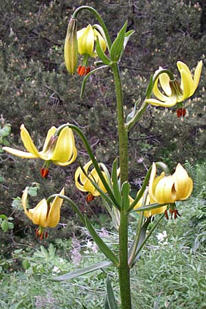 Lilium pyrenaicum \ Pyren&auml;en-Lilie / Pyrenean Lily, F Pyren&auml;en/Pyrenees, Eyne 25.6.2008