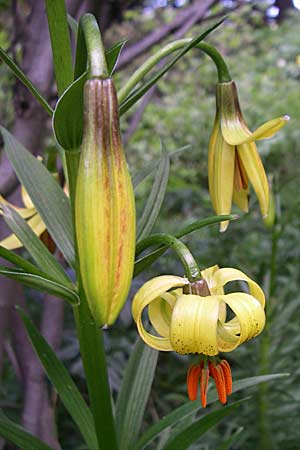 Lilium pyrenaicum \ Pyren&auml;en-Lilie / Pyrenean Lily, F Pyren&auml;en/Pyrenees, Eyne 25.6.2008