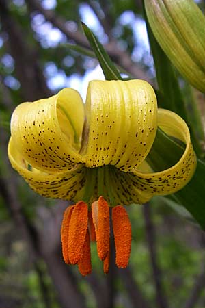 Lilium pyrenaicum \ Pyren&auml;en-Lilie / Pyrenean Lily, F Pyren&auml;en/Pyrenees, Eyne 25.6.2008