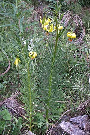 Lilium pyrenaicum \ Pyren&auml;en-Lilie / Pyrenean Lily, F Pyren&auml;en/Pyrenees, Eyne 25.6.2008
