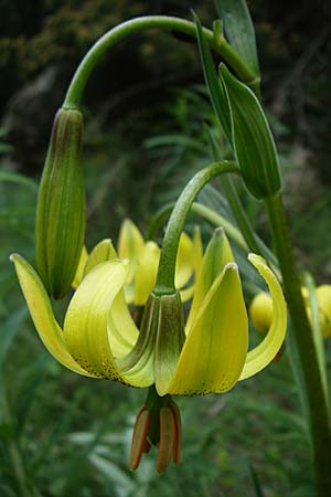 Lilium pyrenaicum \ Pyren&auml;en-Lilie / Pyrenean Lily, F Pyren&auml;en/Pyrenees, Eyne 25.6.2008