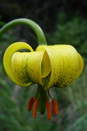 Lilium pyrenaicum \ Pyren&auml;en-Lilie / Pyrenean Lily, F Pyren&auml;en/Pyrenees, Eyne 25.6.2008