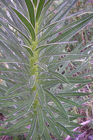 Lilium pyrenaicum \ Pyren&auml;en-Lilie / Pyrenean Lily, F Pyren&auml;en/Pyrenees, Eyne 25.6.2008
