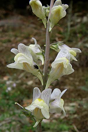 Linaria repens x vulgaris, Hybrid Toadflax Linaria repens x vulgaris, Hybrid Toadflax