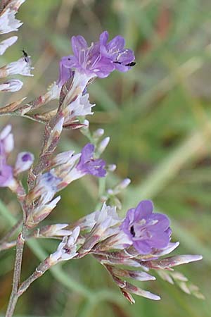Limonium narbonense \ Sp&auml;ter Strandflieder / Common Sea Lavender, F Canet-en-Roussillon 9.8.2018