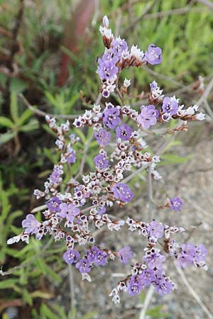 Limonium narbonense \ Sp&auml;ter Strandflieder / Common Sea Lavender, F Canet-en-Roussillon 9.8.2018