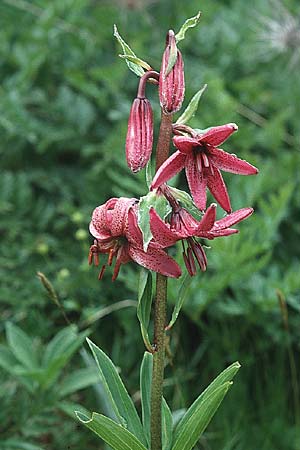 Lilium martagon \ Trkenbund-Lilie / Turkscap Lily, F Col de l'Iseran 13.7.2002