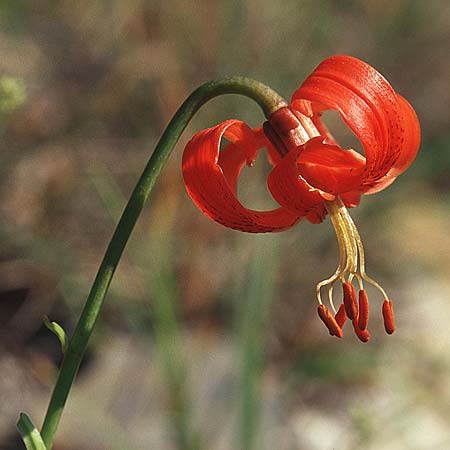 Lilium pomponium \ Turban-Lilie, Seealpen-Lilie / Red Lily, Turban Lily, F Barrème 14.6.2003