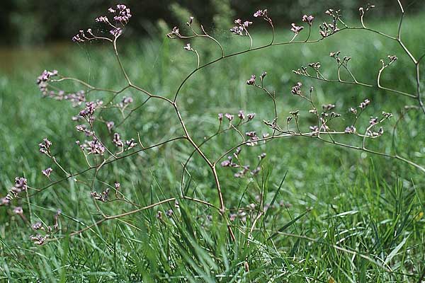 Limonium vulgare \ Strandflieder / Common Sea Lavender, F Camargue 24.9.1994