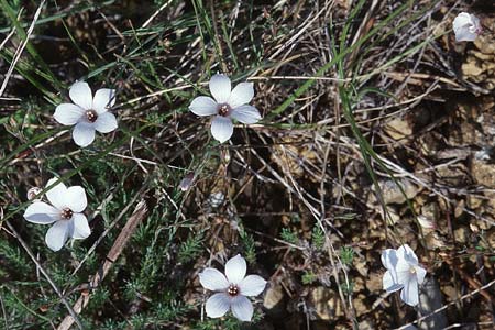 Linum suffruticosum \ Strauchiger Lein / White Flax, F Ampus 21.5.1998