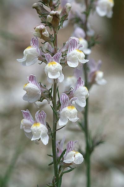 Linaria repens, Pale Toadflax Linaria repens, Pale Toadflax