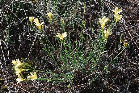 Linum campanulatum \ Glocken-Lein / Yellow Flax, F Blausasc 15.5.1999