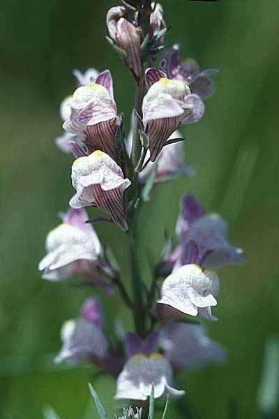 Linaria repens \ Gestreiftes Leinkraut / Pale Toadflax, F Mont Aigoual 27.6.2000