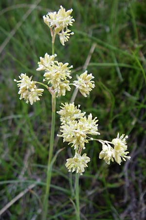 Luzula lutea \ Gold-Hainsimse / Yellow Wood-Rush, F Pyren&auml;en/Pyrenees, Eyne 25.6.2008
