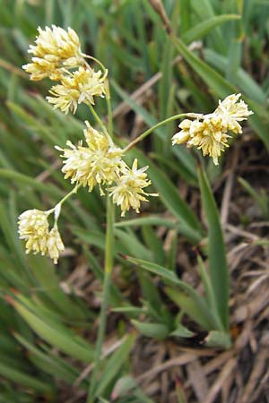 Luzula lutea \ Gold-Hainsimse / Yellow Wood-Rush, F Col de la Bonette 8.7.2016