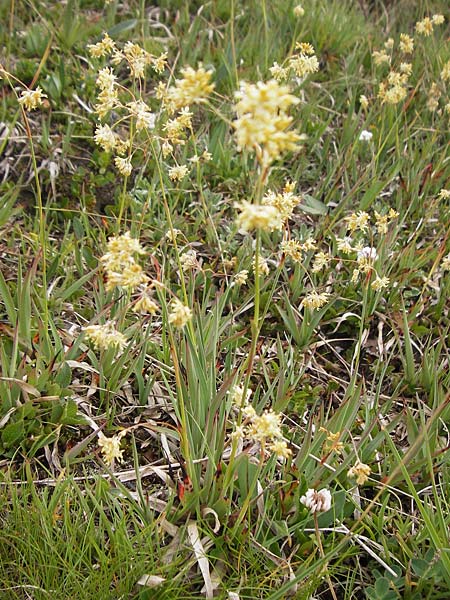 Luzula lutea \ Gold-Hainsimse / Yellow Wood-Rush, F Col de la Bonette 8.7.2016