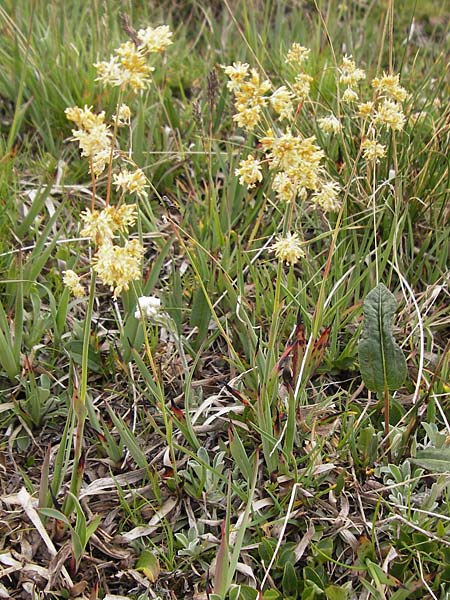 Luzula lutea \ Gold-Hainsimse / Yellow Wood-Rush, F Col de la Bonette 8.7.2016
