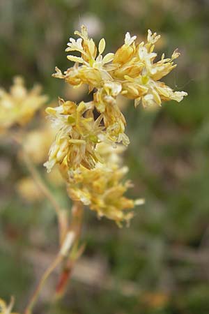Luzula lutea \ Gold-Hainsimse / Yellow Wood-Rush, F Col de la Bonette 8.7.2016