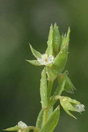 Lysimachia linum-stellatum \ Stern-Lein / Flax-Leaved Loosestrife, F Martigues 17.3.2024