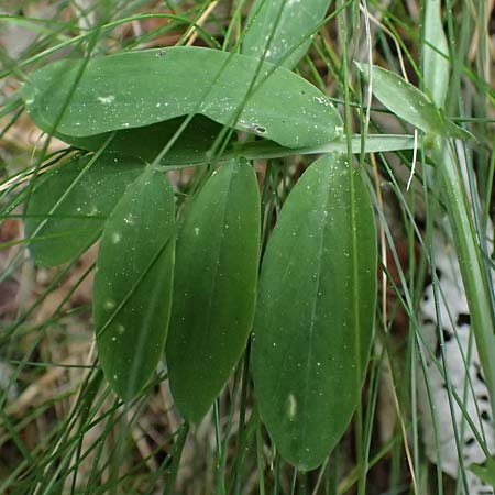Lathyrus linifolius \ Berg-Platterbse / Bitter Vetchling, F Sospel 18.5.2026