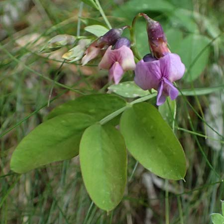Lathyrus linifolius \ Berg-Platterbse / Bitter Vetchling, F Sospel 18.5.2026