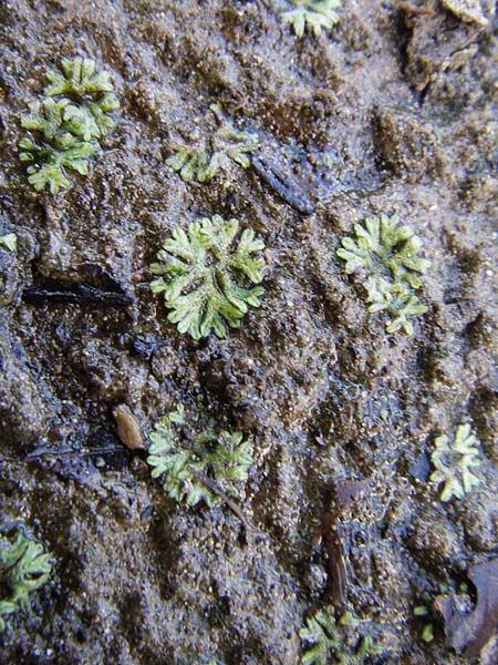 Riccia glauca ? \ Blaugr&uuml;nes Stern-Lebermoos / Glaucous Crystalwort, F Vogesen/Vosges, Lac de la Lauch 3.8.2008