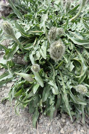 Scorzoneroides montana \ Berg-Schuppenlwenzahn / Mountain Hawkbit, F Col de la Bonette 8.7.2016