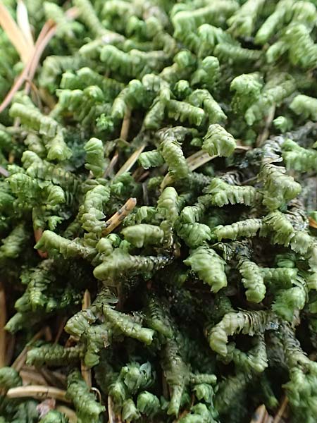 Bazzania trilobata \ Dreilappiges Peitschenmoos / Greater Whipwort, F Turquestein-Blancrupt 30.5.2018