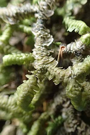 Bazzania trilobata \ Dreilappiges Peitschenmoos / Greater Whipwort, F Turquestein-Blancrupt 30.5.2018