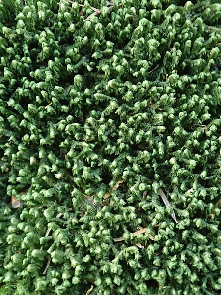 Bazzania trilobata \ Dreilappiges Peitschenmoos / Greater Whipwort, F Turquestein-Blancrupt 30.5.2018