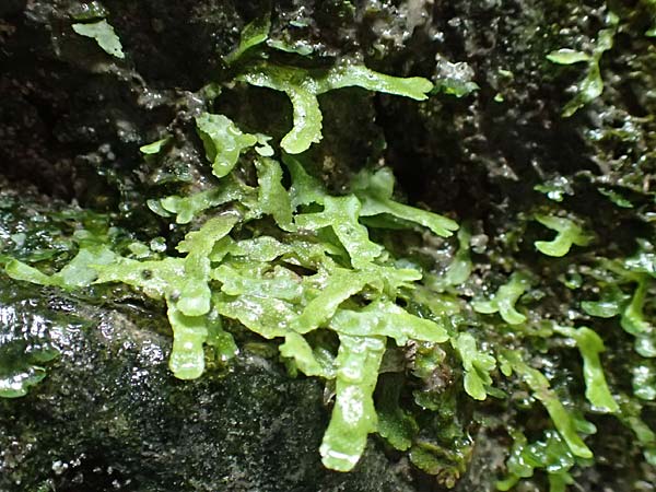 Marchantiales spec3 ? \ Thall&ouml;ses Lebermoos / Thallose Liverwort, F Pyren&auml;en/Pyrenees, Gorges de la Fou 10.8.2018