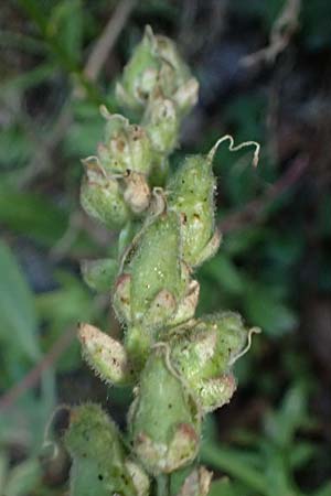 Antirrhinum latifolium \ Breitbl�ttriges L�wenmaul / Yellow Snapdragon, F Tende 18.5.2026