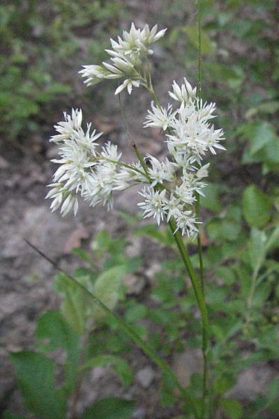 Luzula nivea \ Schneeweie Hainsimse / Swow-white Wood-Rush, F Allevard 11.6.2006