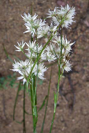 Luzula nivea \ Schneeweie Hainsimse / Swow-white Wood-Rush, F Pyrenäen/Pyrenees, Querigut 27.6.2008