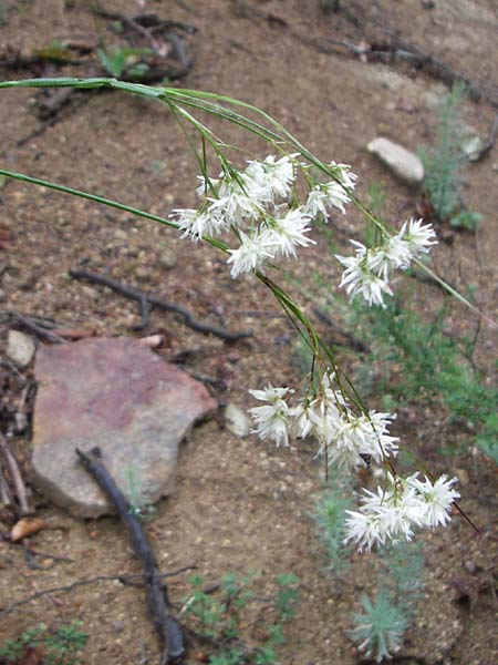 Luzula nivea \ Schneeweie Hainsimse / Swow-white Wood-Rush, F Pyrenäen/Pyrenees, Querigut 27.6.2008