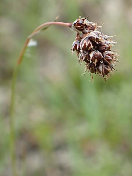 Luzula nutans \ Nickende Hainsimse / Nutant Wood-Rush, F Col de la Bonette 8.7.2016