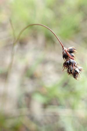 Luzula nutans \ Nickende Hainsimse / Nutant Wood-Rush, F Col de la Bonette 8.7.2016