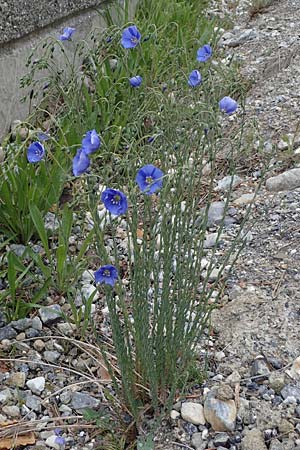 Linum narbonense \ Spanischer Lein / Narbonne Flax, F Guillestre 30.4.2023
