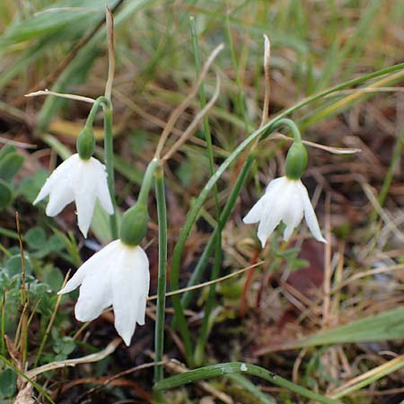 Acis nicaeensis \ Nizza-Knotenblume / Nice Snowflake, F Col d'Eze 1.5.2023