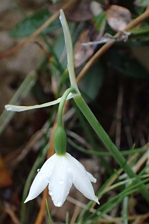 Acis nicaeensis \ Nizza-Knotenblume / Nice Snowflake, F Col d'Eze 1.5.2023