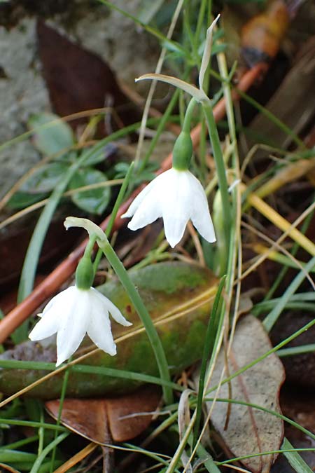 Acis nicaeensis \ Nizza-Knotenblume / Nice Snowflake, F Col d'Eze 1.5.2023